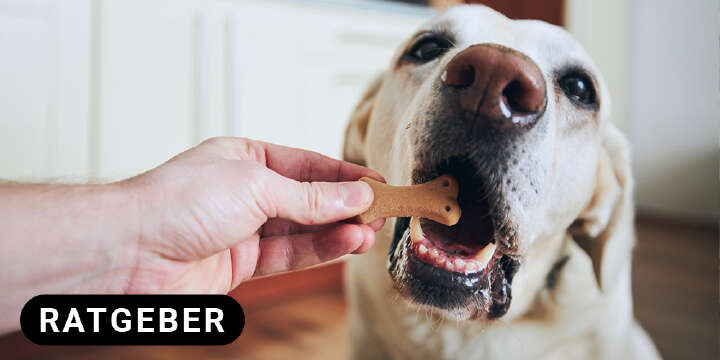 themenwelt titel hundeernaehrung 1000x500